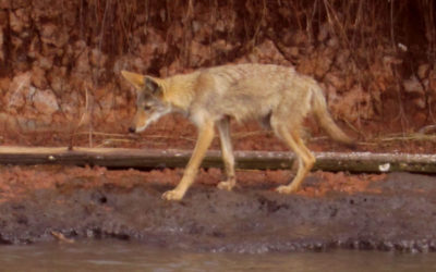 redwolf or coyote near Sargent Texas