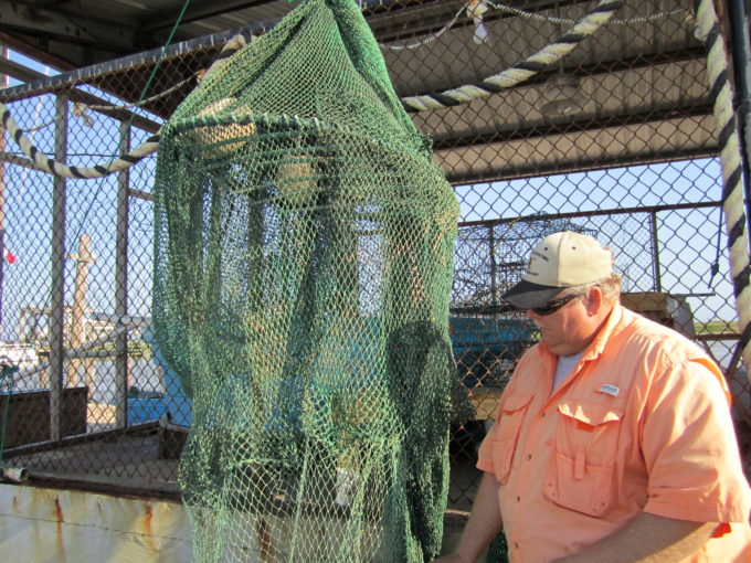 Shrimp and other bait in Good Supply for Sargent, Texas
