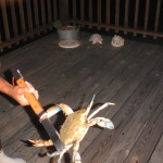 Crabs caught by our Sargent, Texas buisness