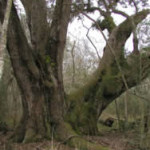 Giant Sargent White Oak Tree