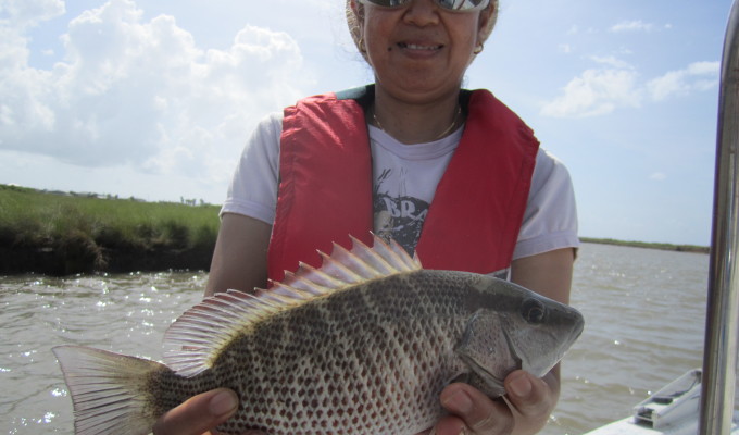 Mangrove Snapper