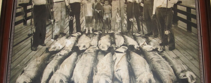 Sargent Tarpon