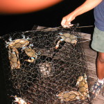 Sargent Texas Canal Crabs