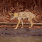 redwolf or coyote near Sargent Texas
