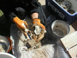 East Matagorda Bay Oysters