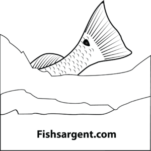 Fishsargent.com
